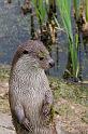 15 Natuurpark Lelystad, europese otter